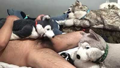 👅 Tongue husky Plushie :3 👅 Gives me Suckies