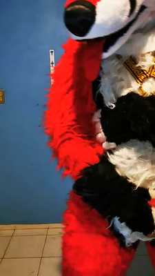 Red Fox pawing off with wearable Knot P1