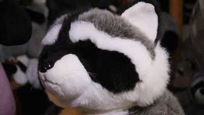 Giant Wendel Raccoon Plush Facial