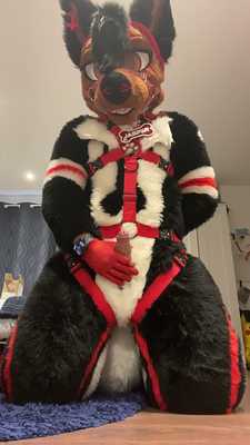 Wolf Alone Time 🐺 