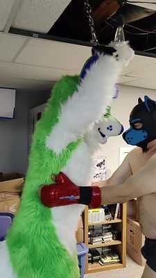 Husky gets used as punching bag