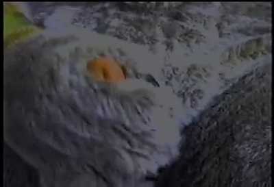 Classic Anubis Fursuit Pawing and Cumming