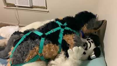 Stray dog in the house