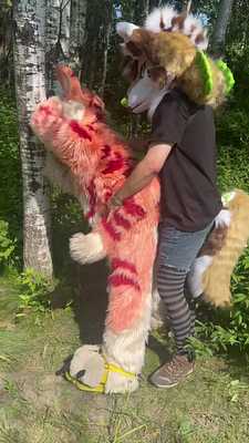 Quick session in the wood 🦊❤️🐺