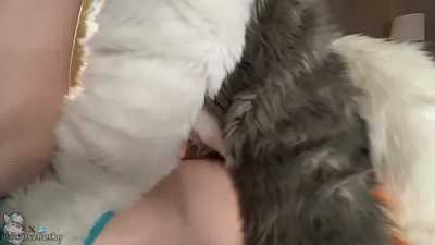 Husky Breeds Vixen In Heat