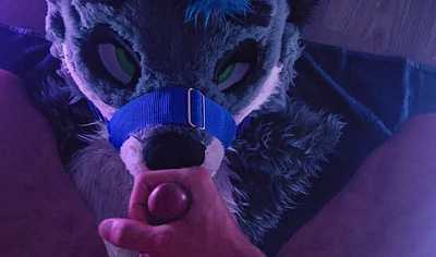 Icey painting his muzzle