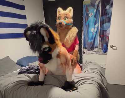 Folf Breeds Chubby Doggo