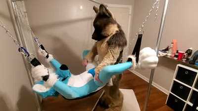 Fizzy Gets_railed_in_the_sling_by_a_shep.