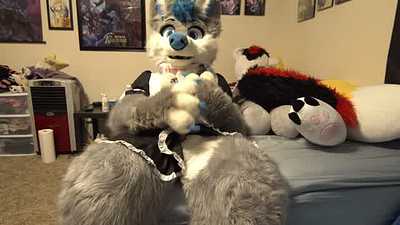 Husky in a maid outfit pawing off